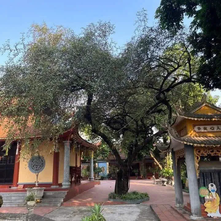 Khóa tu cho người già